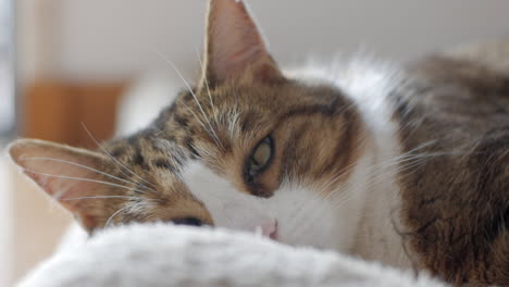 Entzückende-Hauskatze,-Die-Sich-Auf-Einer-Wolldecke-Entspannt