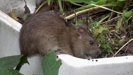 closeup of a brown rat, rattus norvegicus , foraging beneath a bird feeder