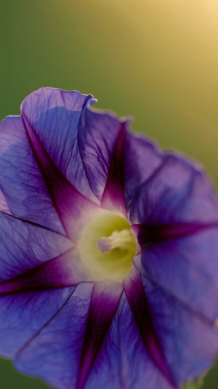 Ripresa video ravvicinata di un fiore di Ipomoea viola vivace, che cattura gli intricati dettagli dei petali.