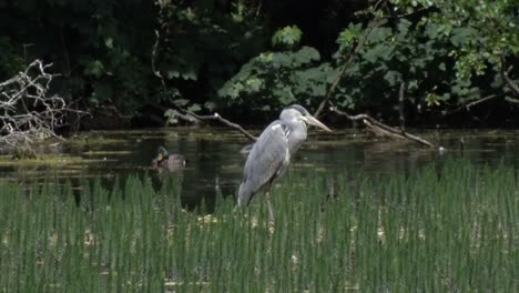 a grey heron, ardea cinerea, standing amongst vegetation at edge of a lake in staffordshire