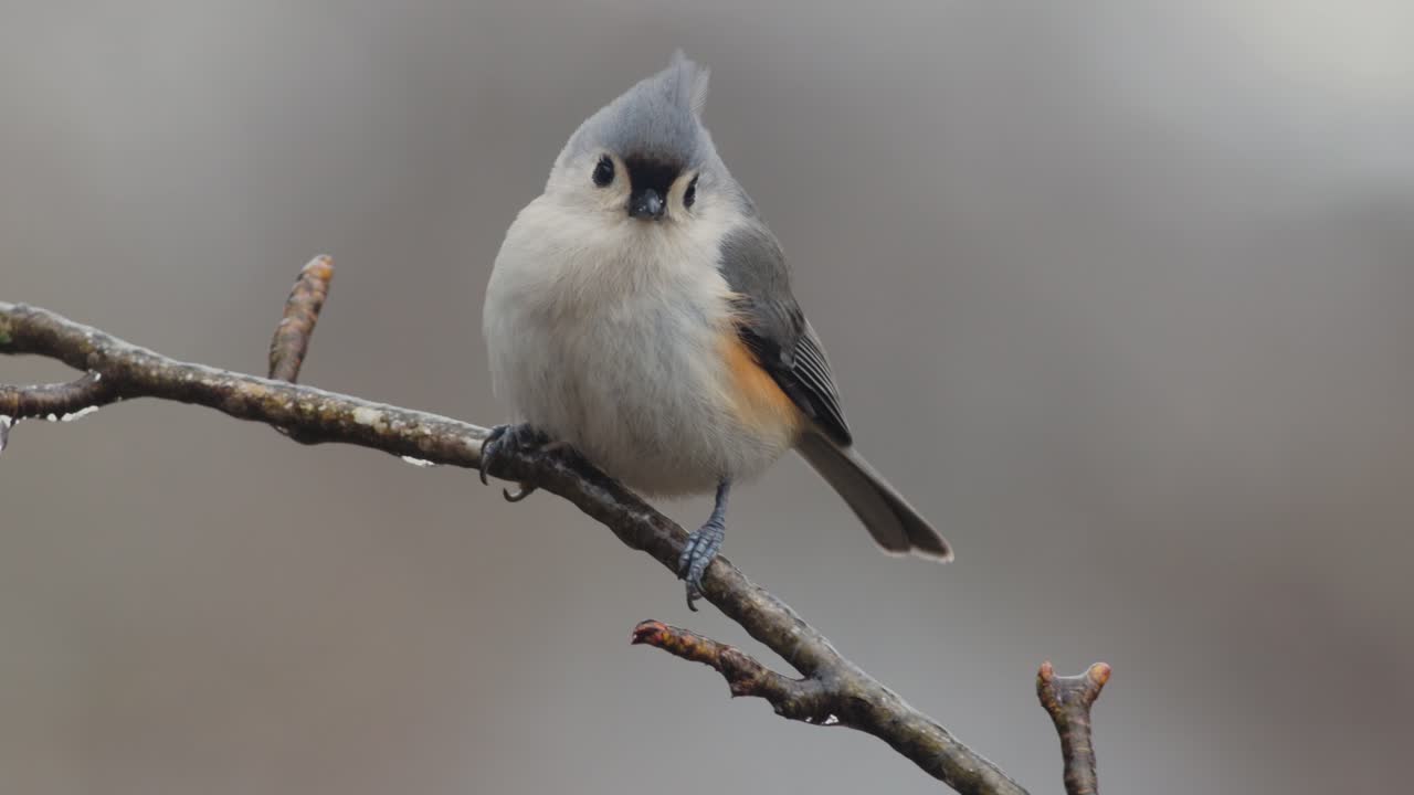 분기 얼음과 눈 겨울 날에 새의 닫습니다