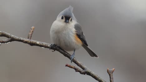 close up of birds on a branch ice and snow winter day