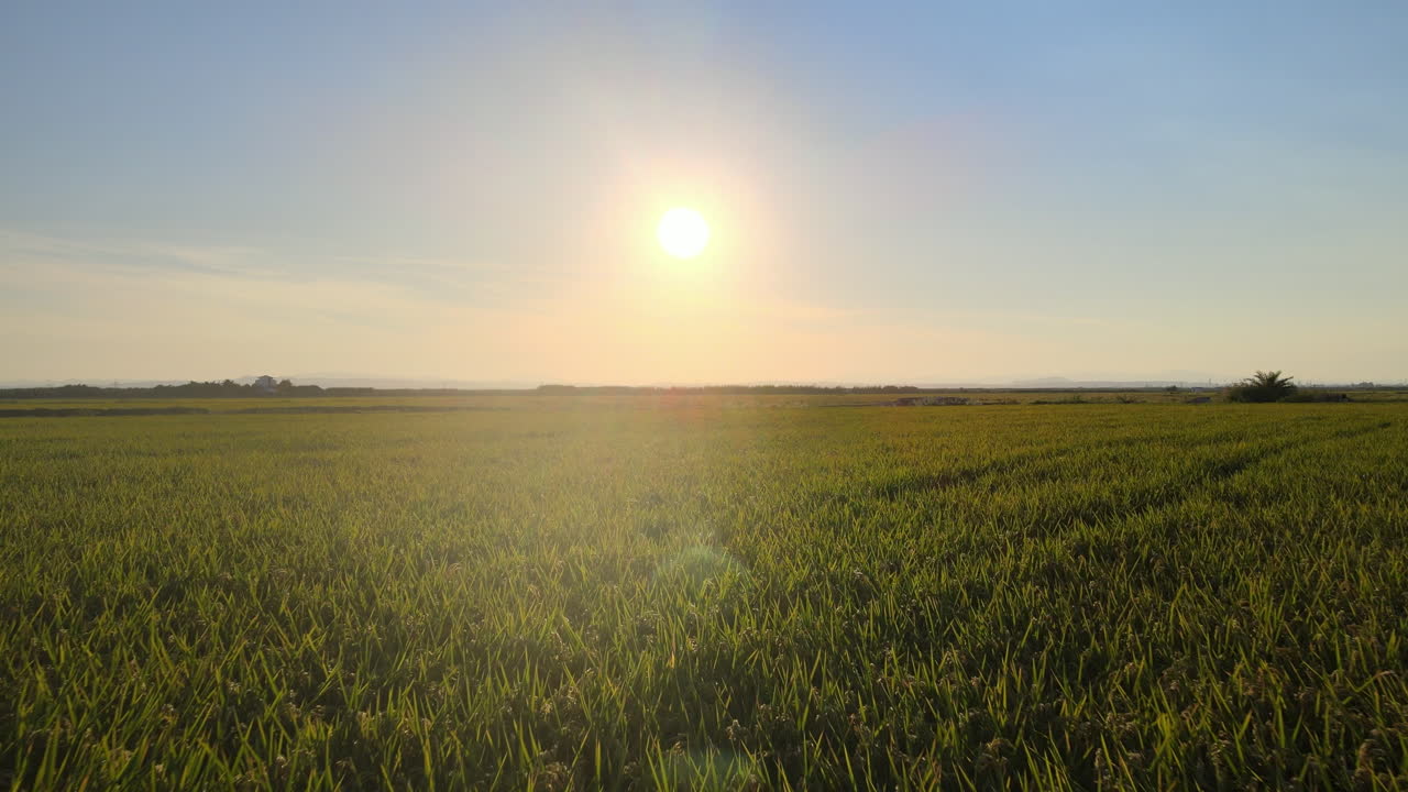 Aerial view of countryside landscape, farmland. Drone flying fowards low over corn field. Rural scenery, farm. Sunny morning, sunrise or sunset, Albufera, Valencia