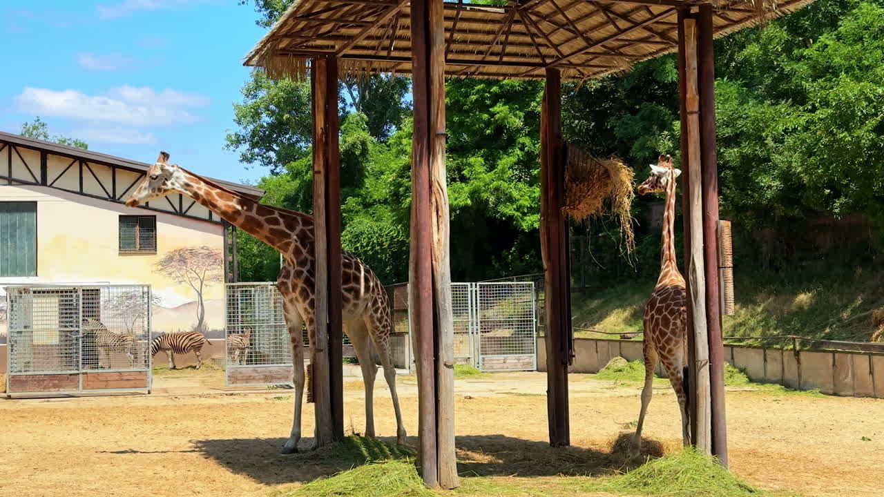Giraffes enjoying a sunny day at the zoo. Two giraffes relax under a shelter while grazing on grass during a sunny afternoon at a local zoo