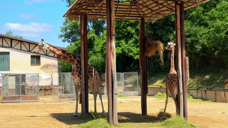giraffes enjoying a sunny day at the zoo. two giraffes relax under a shelter while grazing on grass during a sunny afternoon at a local zoo