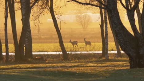 two white tailed deer lost in an empty grass field, lit by golden misty sunlight contrasted by thick nordic trees - wide shot