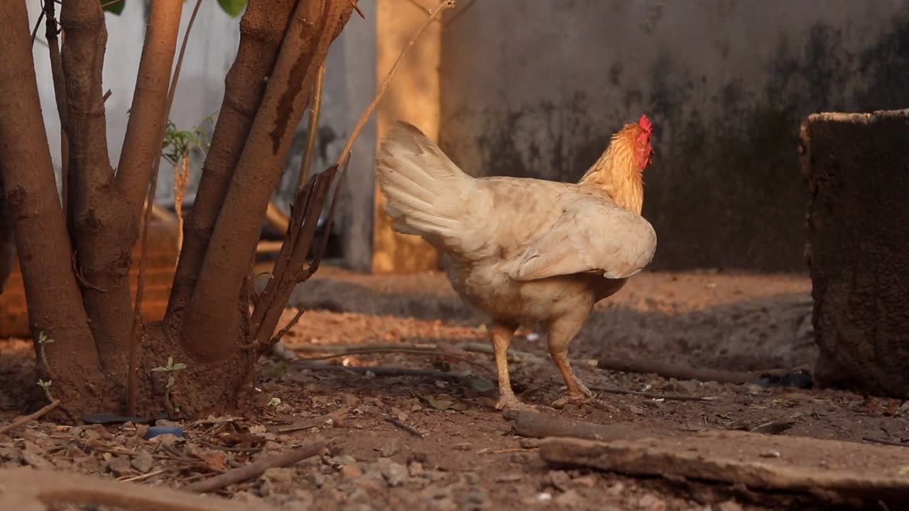 Domesticated free range female chicken walks around in a garden