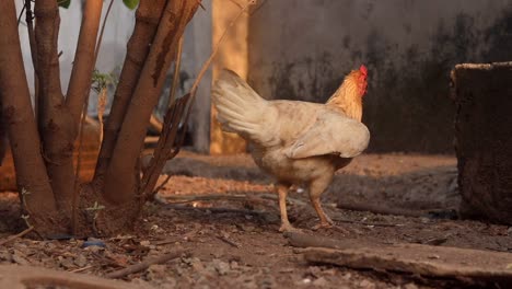 domesticated free range female chicken walks around in a garden