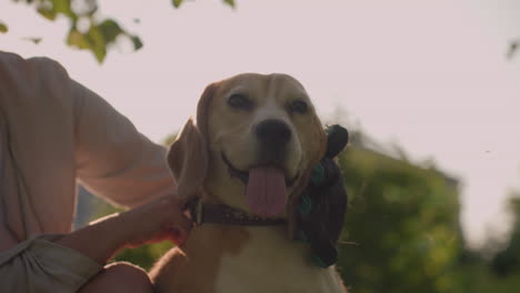 dog owner squatting on grassy field rubbing dog s head with grooming glove while holding leash under warm sunlight, dog looks happy and relaxed