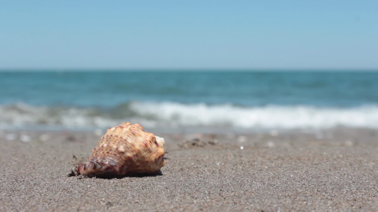 모래 와 바다 조개 와 파도 배경 1