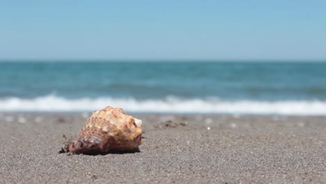 sand and seashell with waves background 1