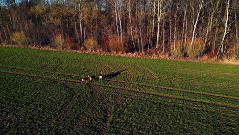 Wildlife-Szene-Mit-Weißwedelhirschen-Grasen-Im-Grünen-Farmand