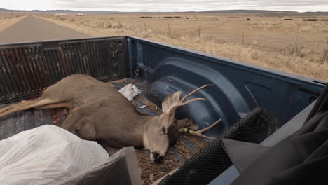 legal deer kill is transported in the truck bed on a road