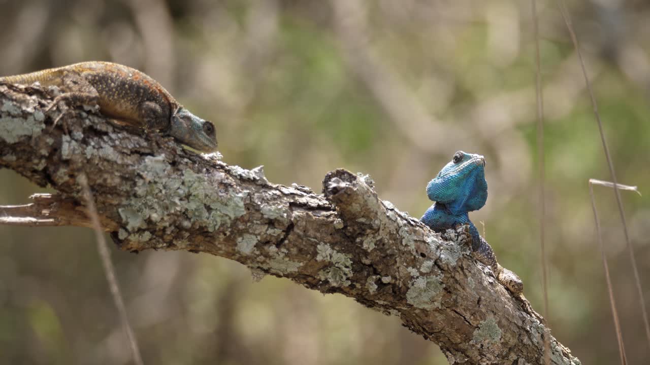 Lucertole agama arboree dalla testa blu che scuotono la testa per una sfida territoriale