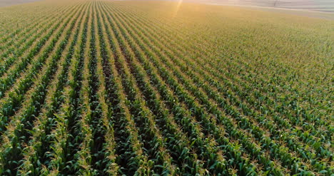 Agriculture-Aerial-Shot-Of-Corn-Field-8