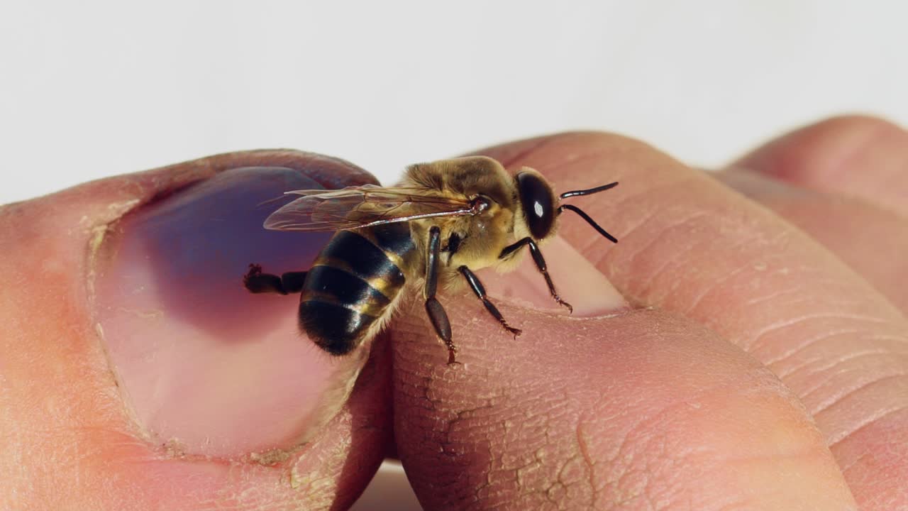 Bee on a man's hand. Apiary concept. Slow motion