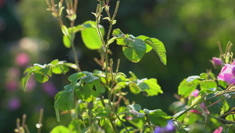 Eine-Wunderschöne-Bulgarische-Rose-Mit-Blühenden-Rosa-Blüten