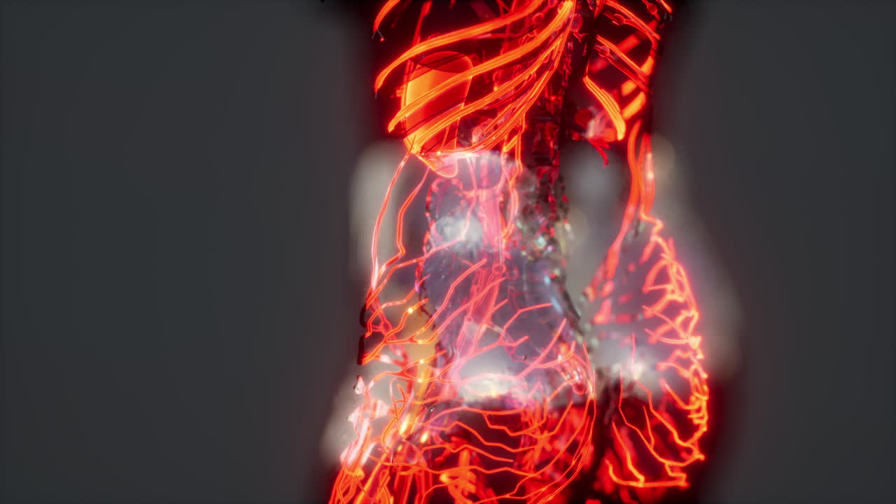 demostración médicamente exacta del sistema circulatorio humano