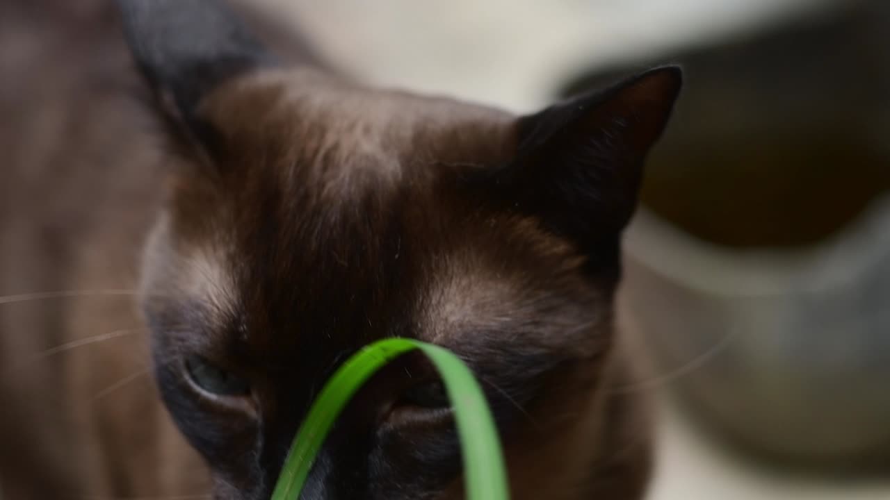 Primo piano di un simpatico gatto che morde l'erba verde con fibre e acido folico che agiscono come lassativo naturale. Alimentazione sana