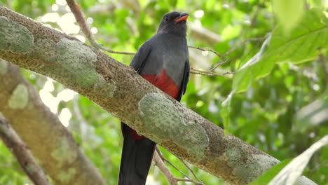 bird perched on trees branch