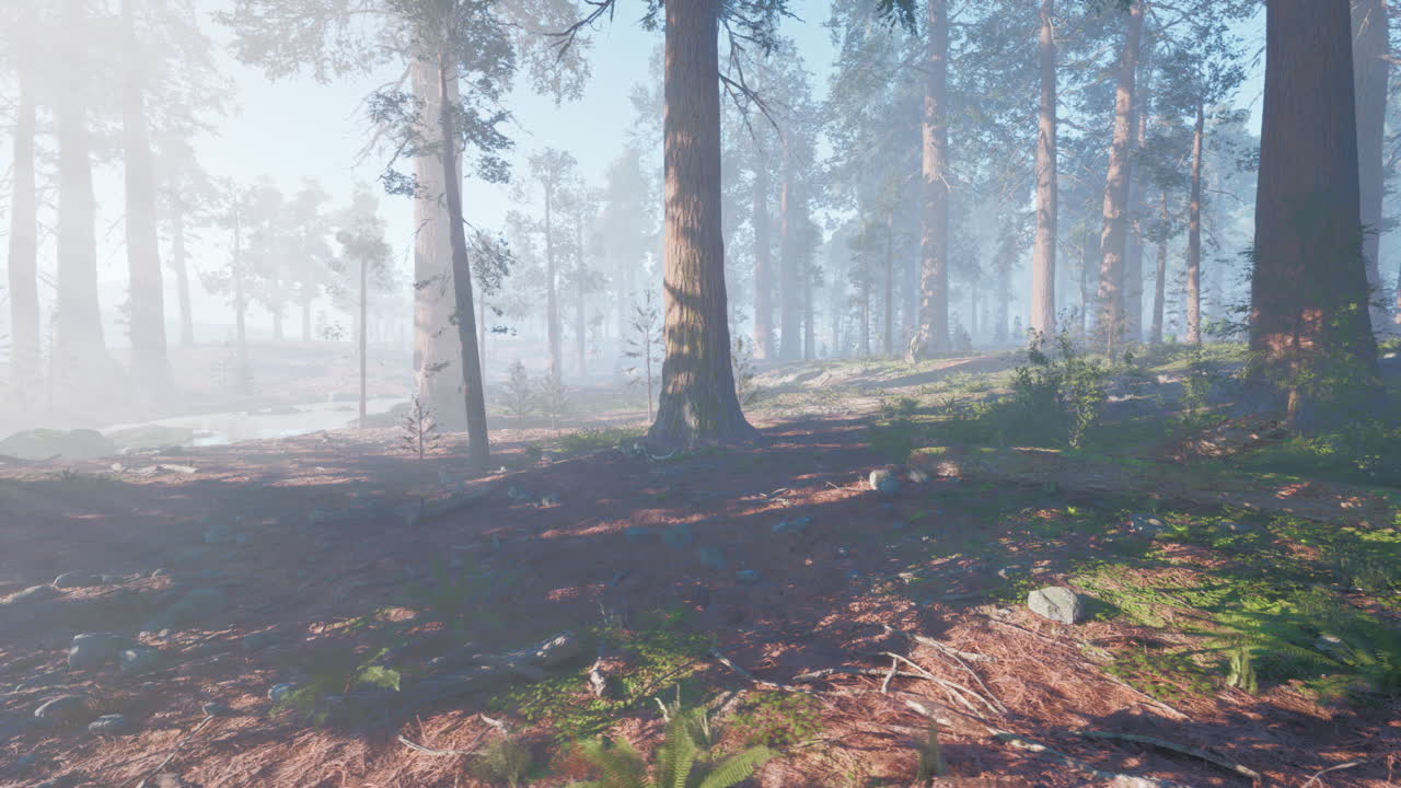 안개 은 나무 숲