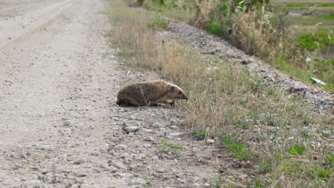 a hedgehog crossing the rough road on a sunny day - wide shot