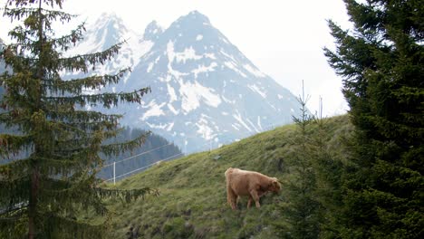 Flauschige-Hochlandkuh,-Die-In-Den-Alpen-Weidet,-Mit-Herrlichem-Blick-Auf-Die-Schneebedeckten-Gletscher