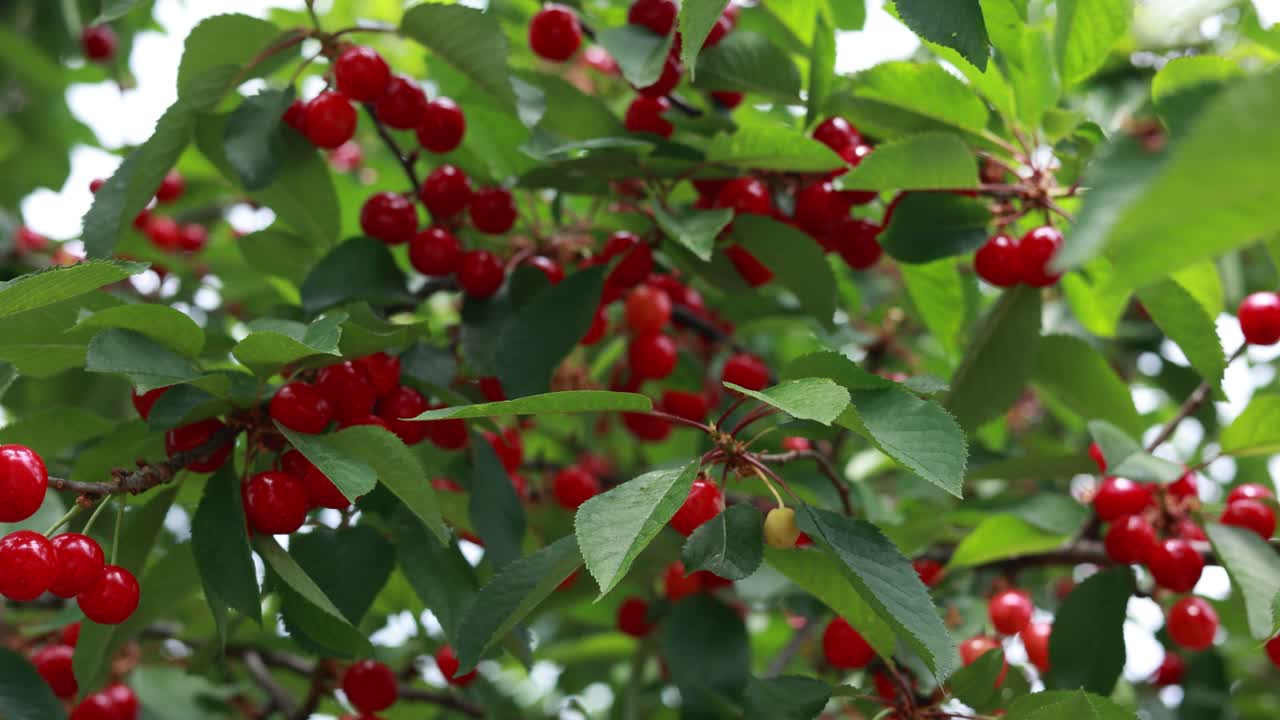 나무에 있는 신선한 체리