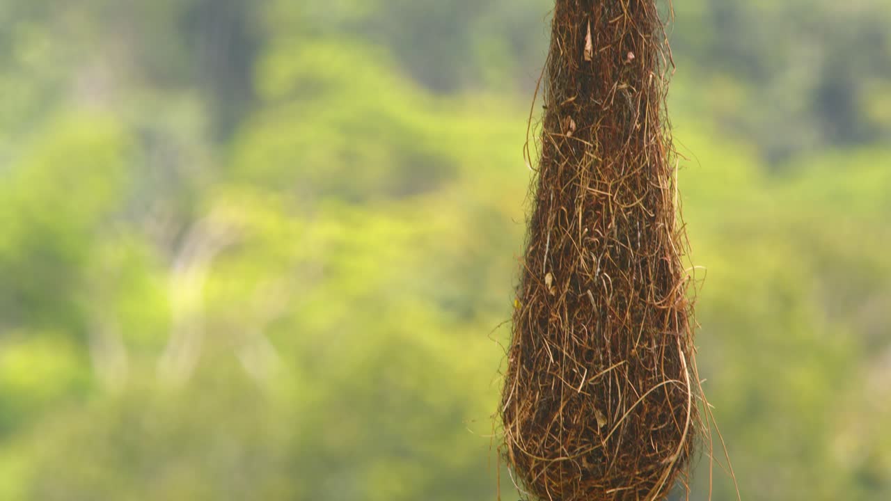 Focus shift to One hanging nest of a Crested Oropendola dangles from branch over forest in Peru’s Amazon.