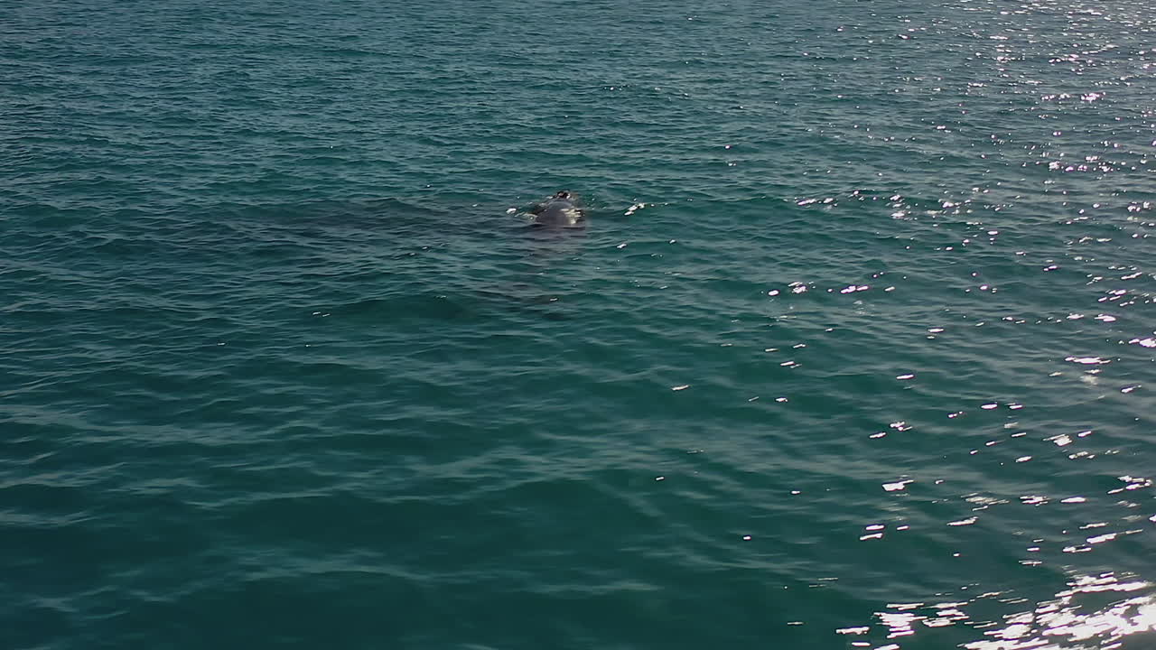 antena giratoria de haz de sol bajo: superficie de ballena jorobada para una respiración rápida