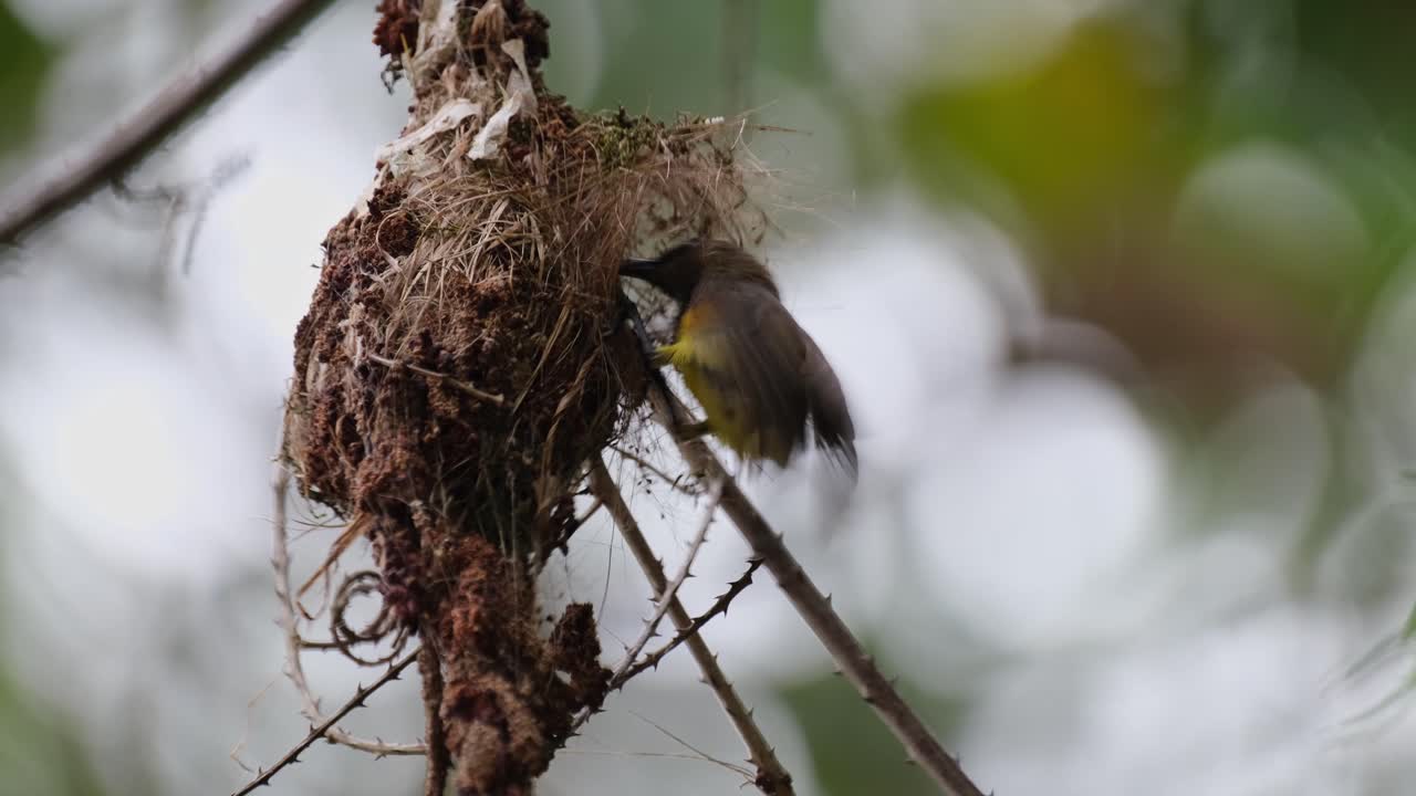 un individuo llega volando desde la parte trasera del nido y luego se alimenta para volar hacia la cima, pájaro sol de espalda verde oliva cinnyris jugularis, tailandia