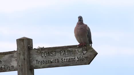 A-Wood-Pigeon,-Columba-palumbus,-perched-on-a-footpath-sign-post