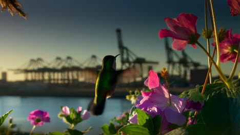 Hummingbird flying amongst flowers with an industrial port in the background at sunset
