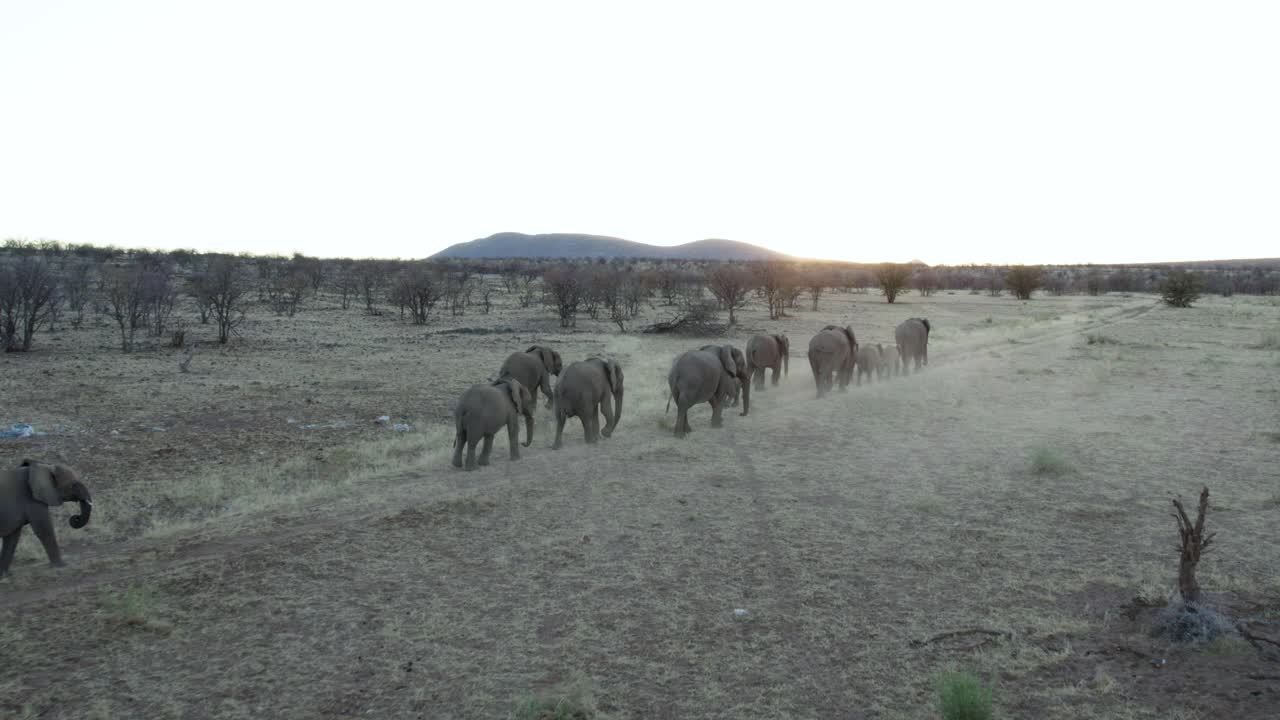 toma aérea de seguimiento, manada de elefantes caminando por el parque nacional de etosha