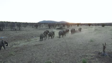 aerial follow shot, herd of elephants walking etosha national park