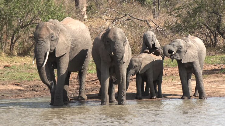 Uma família de elefantes bebe e brinca em um bebedouro na ensolarada África do Sul.