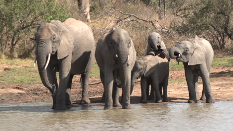 familia de elefantes beben y juegan junto a un pozo de agua en la soleada sudáfrica