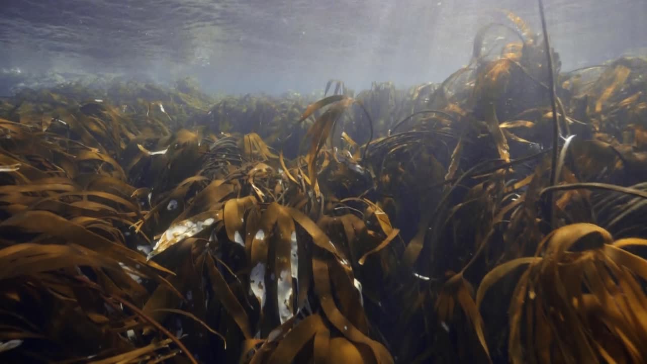 Swimming free diving on Ground of sea with water plants during sunny day, pov