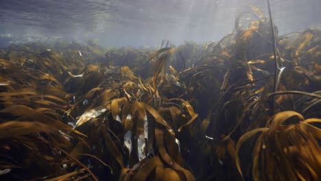 Swimming-free-diving-on-Ground-of-sea-with-water-plants-during-sunny-day,-pov