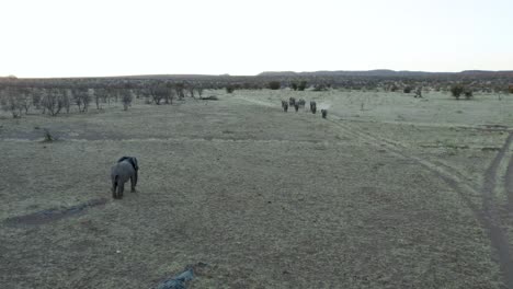 Isolated-elephant-follows-herd-in-Etosha-National-Park,-Namibia
