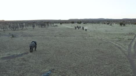 Isolierter-Elefant-Folgt-Herde-Im-Etosha-Nationalpark,-Namibia