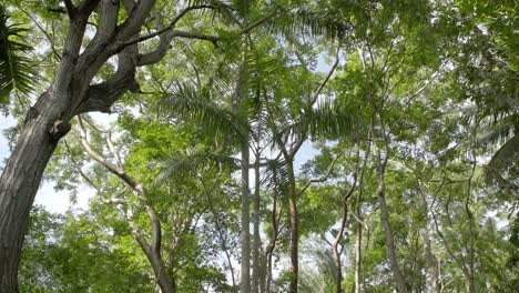 static shot of a tropical jungle area