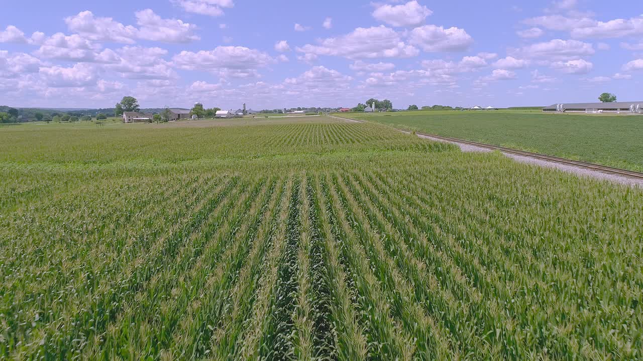 A Drone Close View of Rows of Green Corn Stalks Traveling Along the Rows on a Sunny Partial Cloudy Summer Day