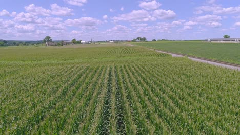 a drone close view of rows of green corn stalks traveling along the rows on a sunny partial cloudy summer day