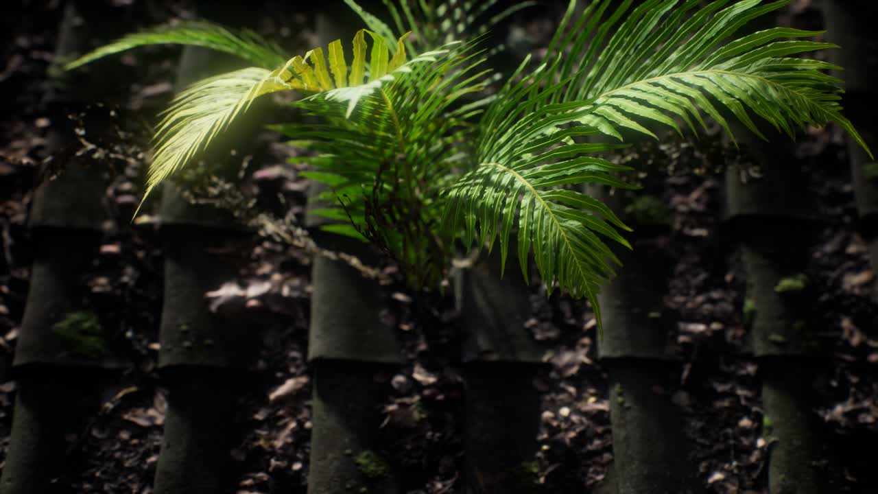 musgo y helecho en el techo viejo