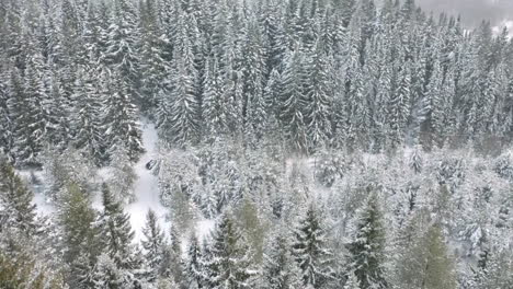 snowy forest aerial view