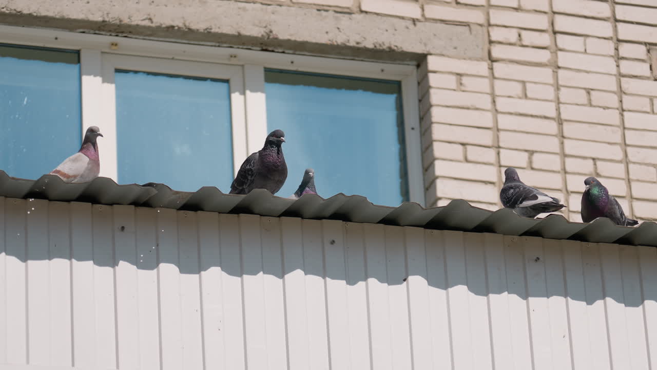 Group of pigeons perched on corrugated rooftop edge near brick building and window, some standing still while others walk around, displaying iridescent feathers under bright sunlight