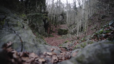 floreciente temporada de otoño en cataluña selva españa