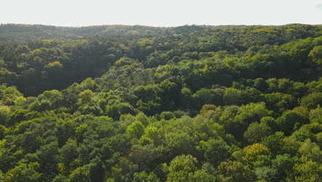 back aerial footage over green forest on the start of autumn season, densely planted trees with green treetops