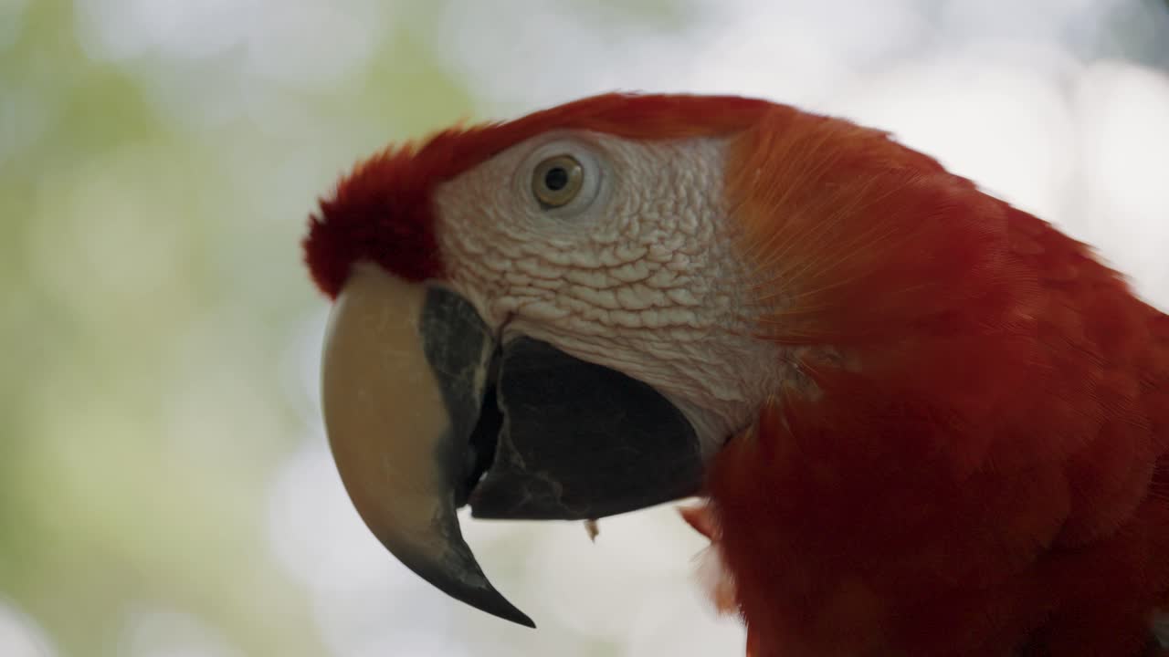 primer plano de loro guacamayo ara rojo salvaje relajándose frente al fondo verde de la jungla